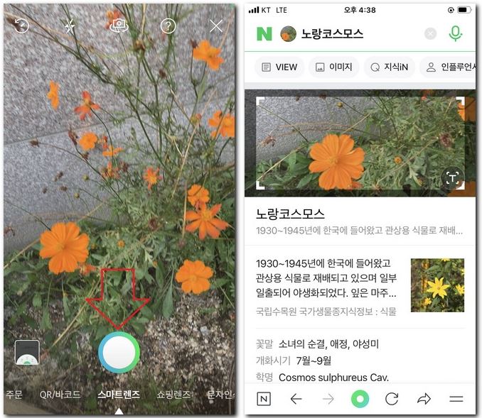 가을에 피는 야생화 꽃 이름 찾기