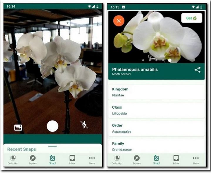 꽃검색 어플 휴대폰으로 꽃이름 찾는 방법 3가지