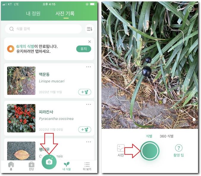 식물 열매 이름 검색 휴대폰으로 찾기