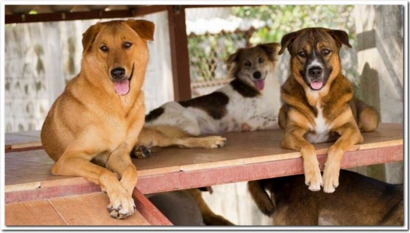 유기견 애완용강아지 무료분양 입양시 주의사항 정리