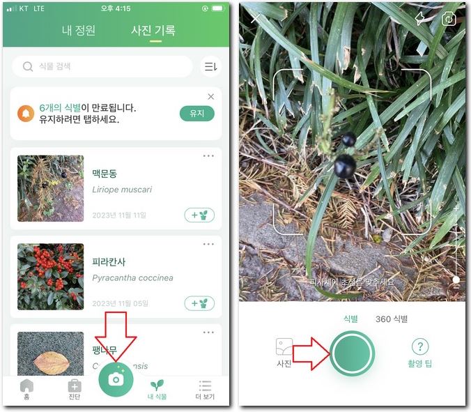 폰 카메라로 식물 이름 찾기 식물식별 어플