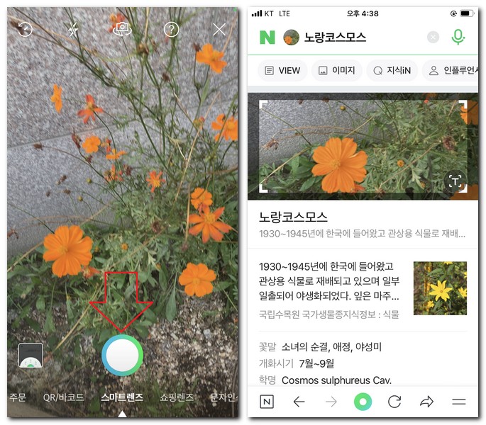 네이버 어플 스마트렌즈로 꽃이름 찾기